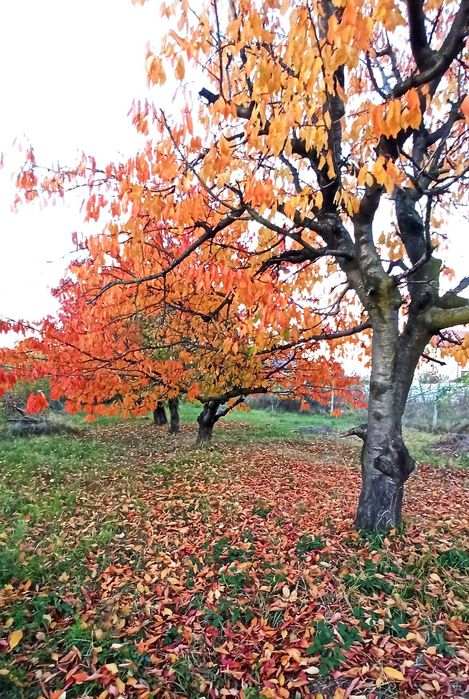 Teren Intravilan 900mp - Focsani, str Dionysos