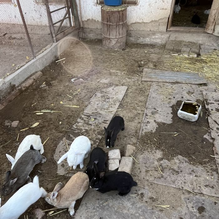 Қоян заец кролик