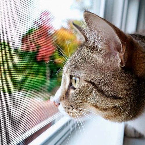 Москитные сетки АНТИКОШКА