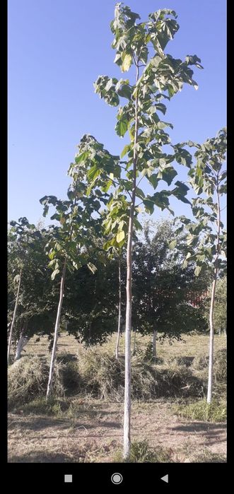 Павловная кучатлари!