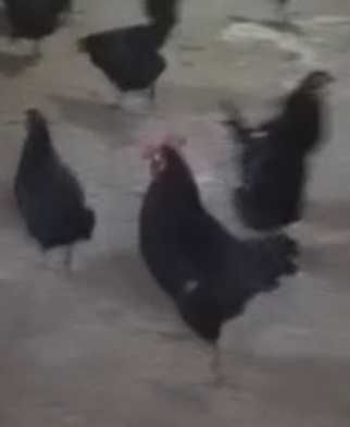 Куриные инкубационные яйца разных пород