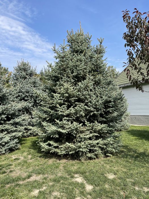 Голубая Ель