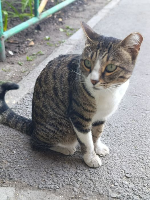 Кошка,кошка,кошка