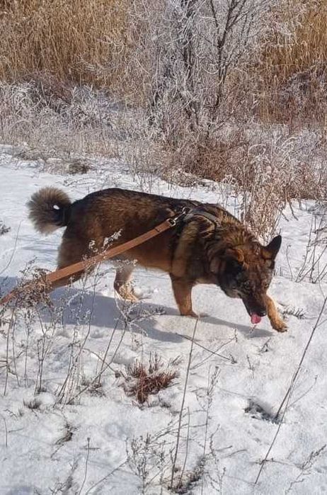Ищем дом и своего человека