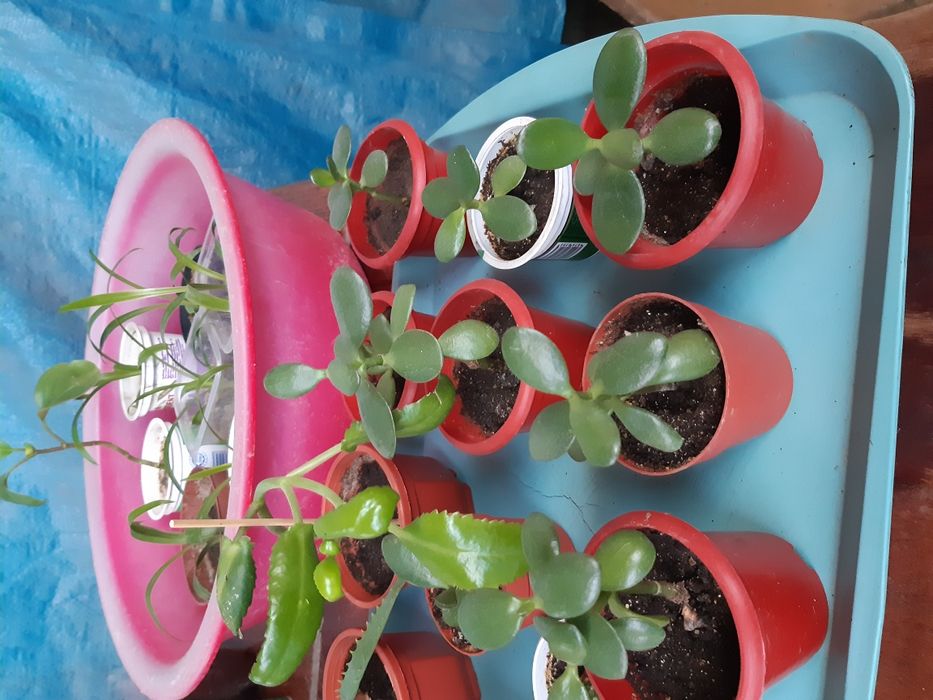 продам цветы