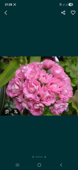 Герань королевская