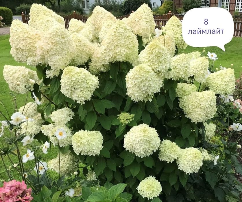 Продам гортензии