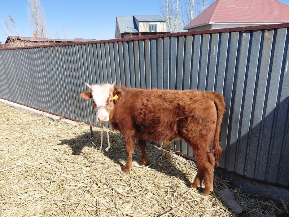 Бұқа сатылады. Өгізше