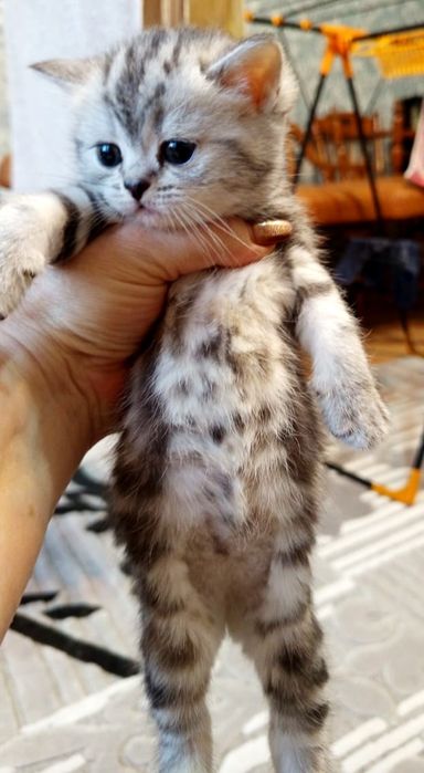 ПрЯмоуХие ШотЛанДские