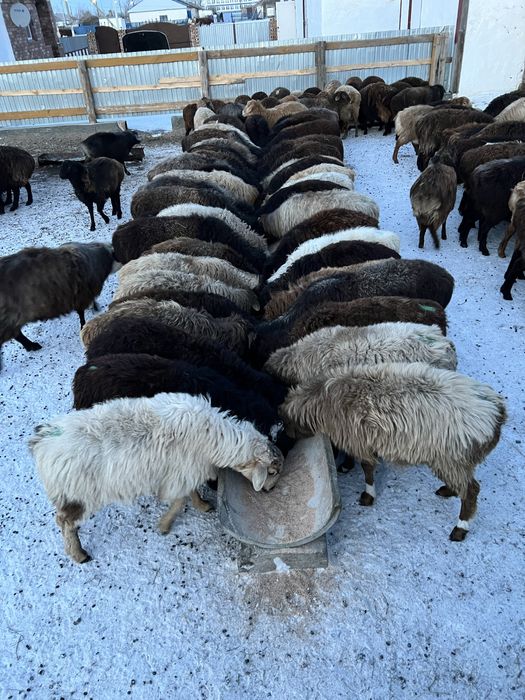 Продам бараны годовалые (қой сатылады)