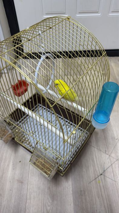 Попугай клеткасымен