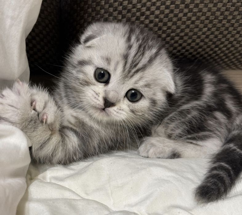 Вислоушки Шотландские котята