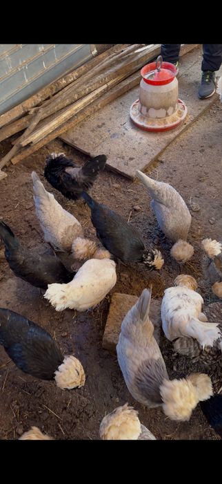 Vand oua motata olandeza