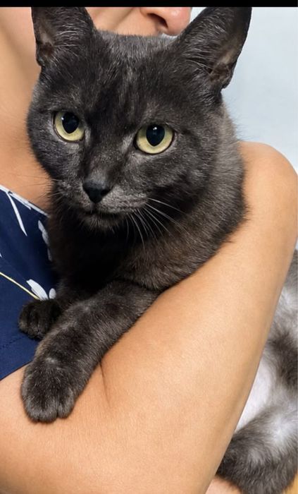 три кошечки и один кот