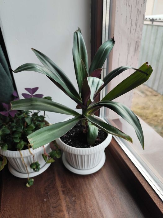 Есть разные цветы от 2000