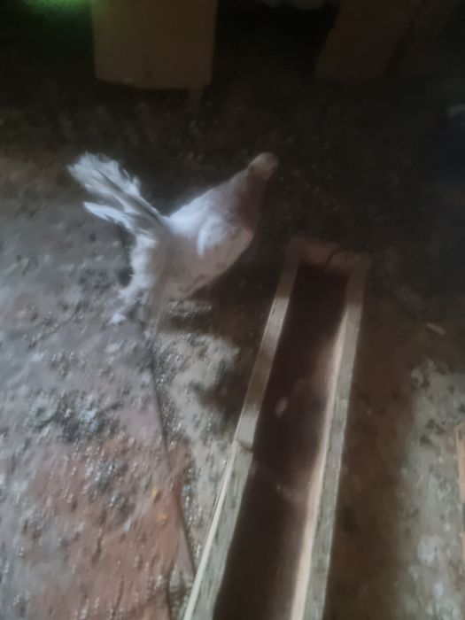 Porumbei de vânzare