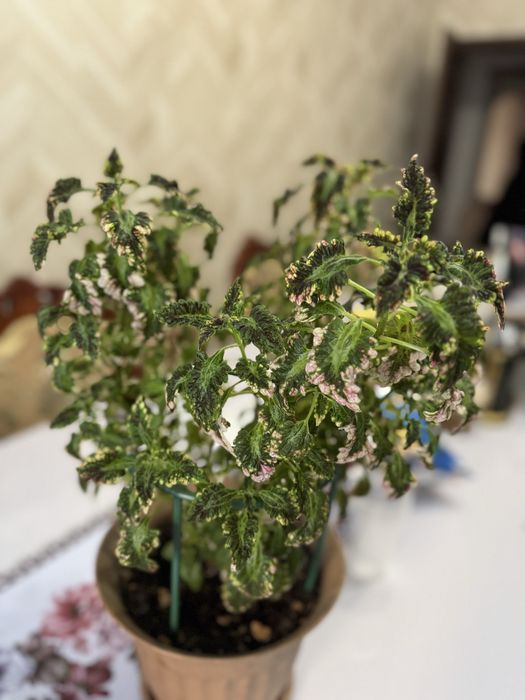 Большой колеус, комнатные цветы