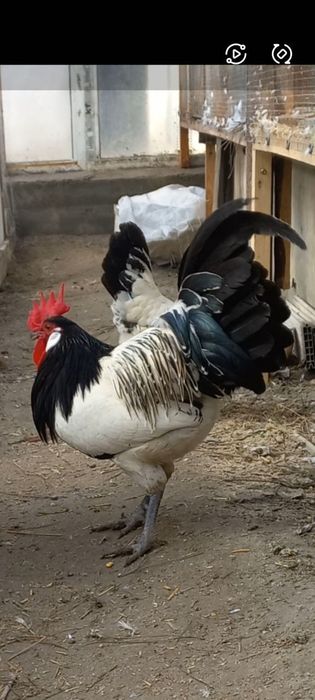 Лакенфелдер семя сотилади 1+2 товуклар тухумда,