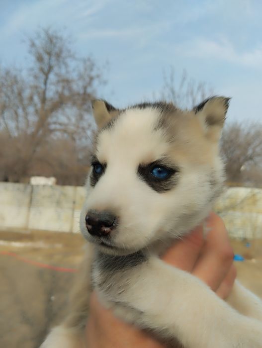 Щенки Сибирской хаски