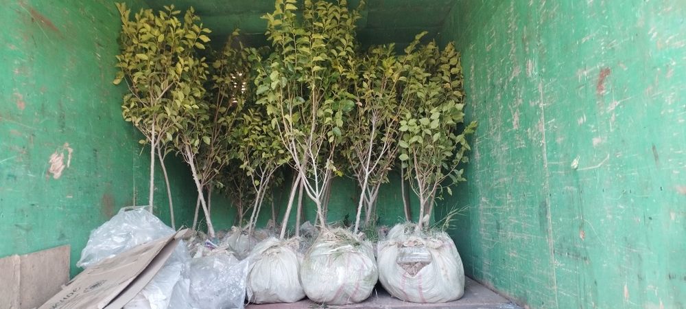 Mevali manzarali koʻchatlar