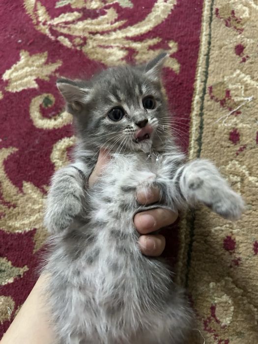 Продаю котятя породистые!