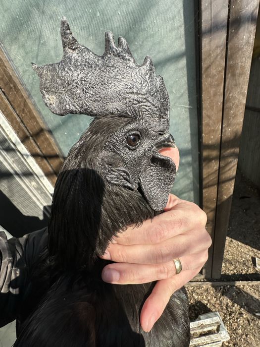 Oua de incubat Ayam cemani, rasa pura, gaini carne nragra