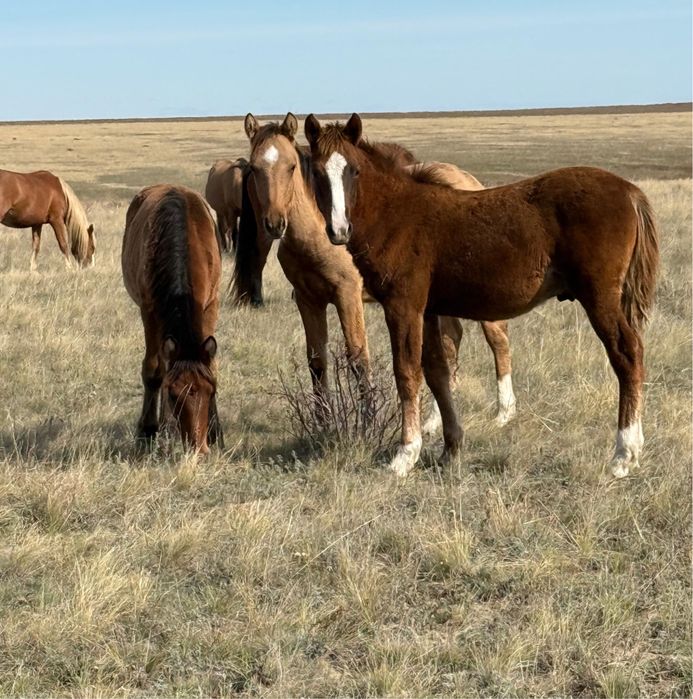 Ежелгі Ресейдегі жыныстық өмір