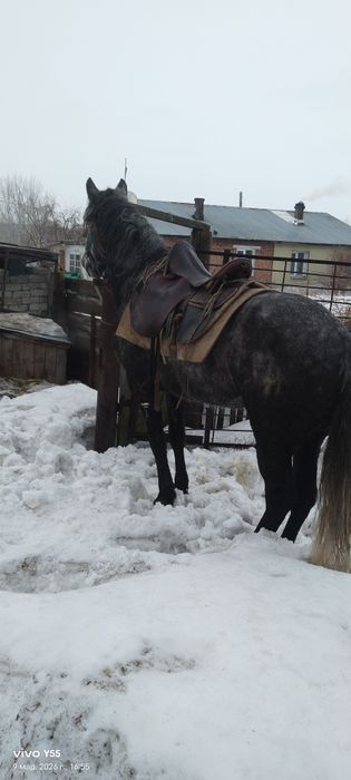 Продам Жеребца иноходец