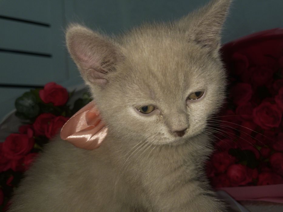 Британский котик,породистый