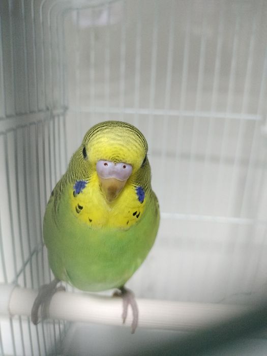 Papagal peruși - puiuți