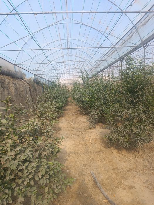 Yer uchastka sotiladi srochno