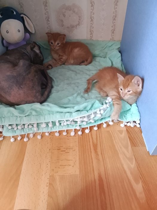 Продаем прилесных котят