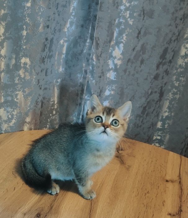 Элитные Котята от Шиншиллы