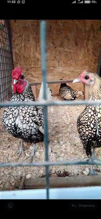 Карликовые куры яйца