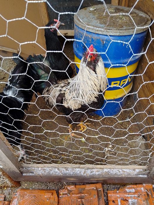 Петли на осем месеца