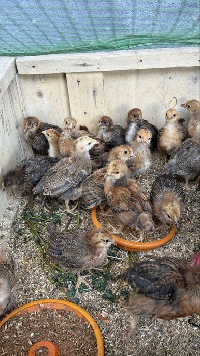 Корейские цыплята ханхяп возраст 40 дней