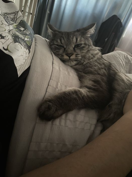 Передержка кошек