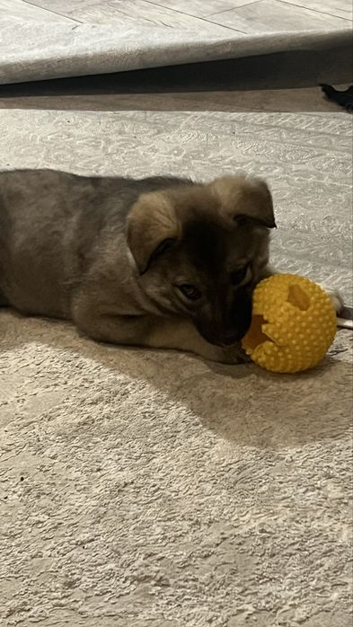 Малышка в Добрые Руки