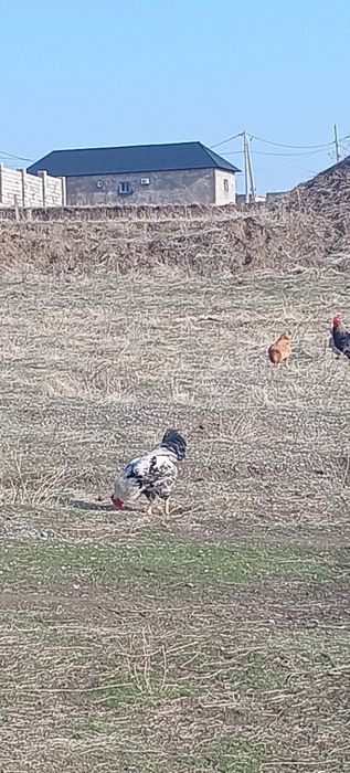 Қораздар сатылады