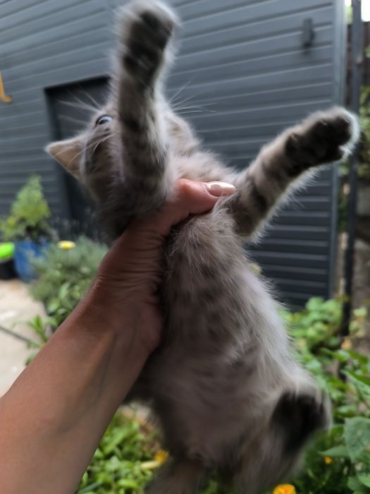 Котята в хорошие руки