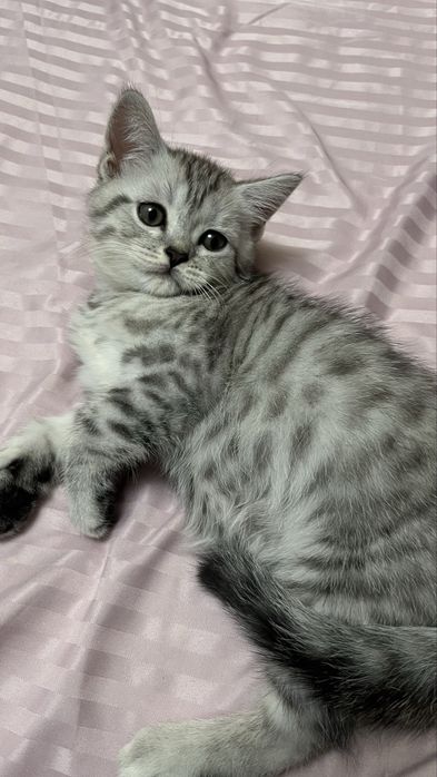 Шотландский котенок