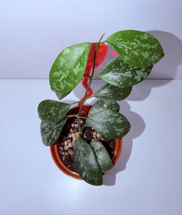 Хойя, комнатные растения, комнатные цветы