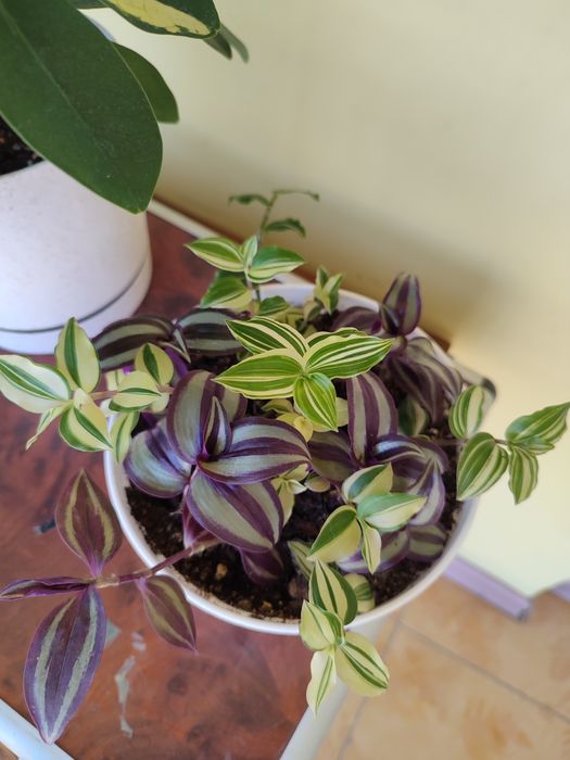 Цветы комнатные недорого