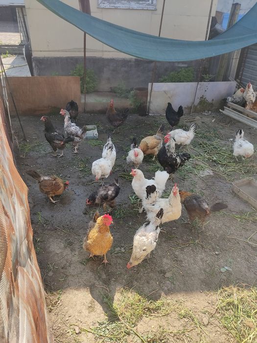 Продам домашний курица и цыплята
