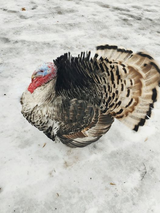 Продам индюков!!!