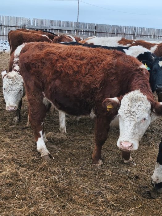 Соғымға сиыр сатылады.