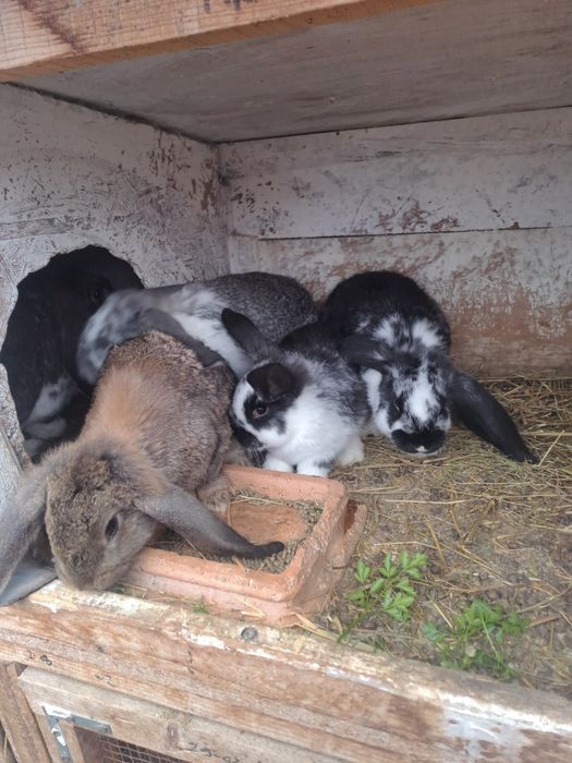 Iepuri rasă berbec german