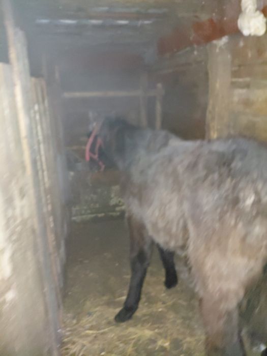 Продам жеребенка жеребчик 7 месяцев