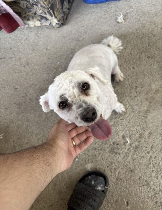 Tuns caini de orice talie