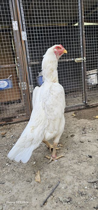 Tagidagi kementariyani oqib tel qilin .Nems o shamo 100%